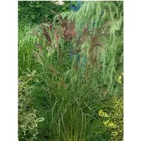 Miscanthus Sinensis Dread Locks Chinaschilf Ca. 11x11 cm Topf