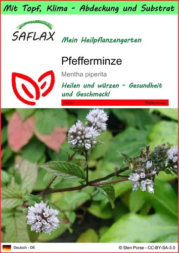 SAFLAX Blumensamen SAFLAX - Garden to go - Pfefferminze