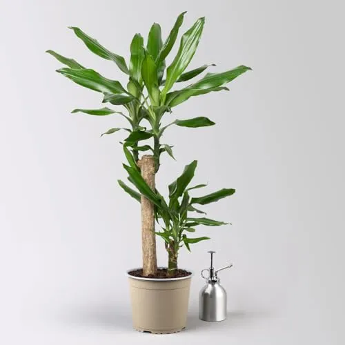 Bäume Grün von Pflanzen-Kölle