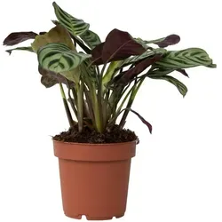 Plant in a Box Ctenanthe Amagris Höhe 20-30cm