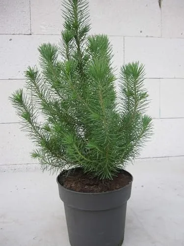 Kompakte Steinpinie Silver Crest ® von Baumschule