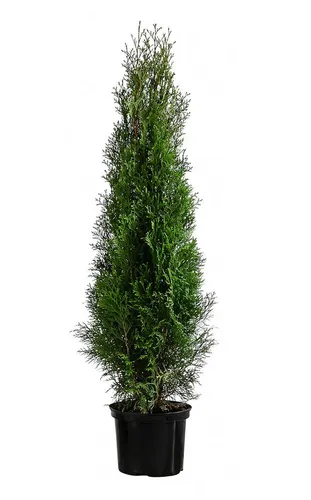 Dehner Hecken Thuja Lebensbaum Smaragd, 12 Pflanzen, ca. 6 m - Heckenpflanzen, immergrün und pflegeleicht – idealer Sichtschutz mit frischem Frühlingsflair das ganze Jahr über!