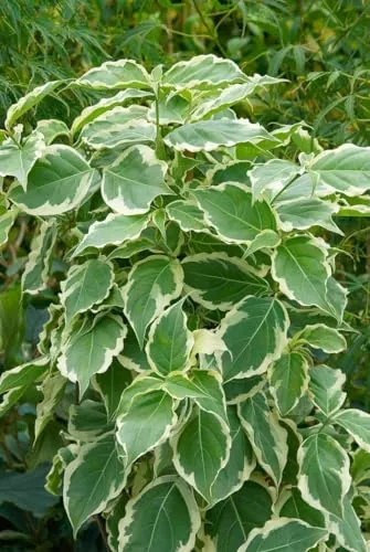 Cornus kousa 'Celestial Shadow' – Winterharter Japanischer Blumen-Hartriegel - Pflegeleichtes Ziergehölz mit cremeweißen Hochblättern und gelb panaschiertem Laub. Ideal für Garten und Terrasse, robust und frosthart, bietet lange Blüte und schöne Herbstfärbung.