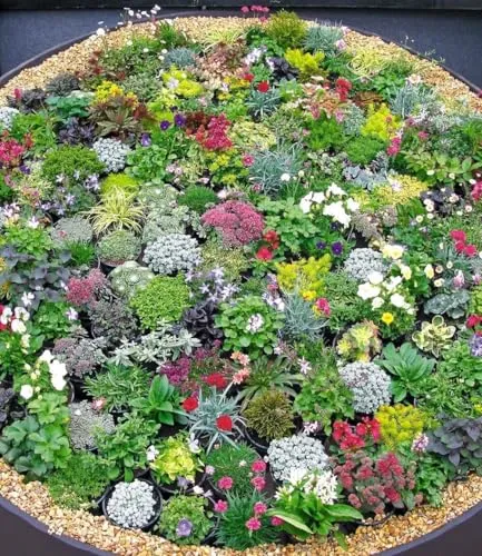 BALDUR Garten Steingarten-Stauden-Mix - 10 winterharte Pflanzen - Blumensamen & -pflanzen: Farbintensive Mischung aus winterharten Stauden, ideal für Steingärten und Kübel, pflegeleicht und trockenresistent.