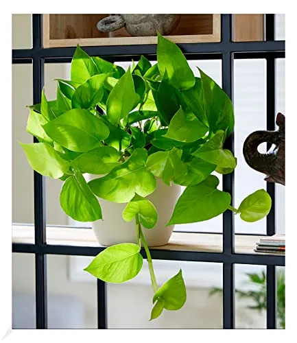 BALDUR Garten Efeutute Golden Pothos;1 Pflanze, Zimmerpflanze luftreinigend, verbessert das Raumklima, Epipremnum aureum, Grünpflanze, mehrjährig - frostfrei halten, pflegeleicht