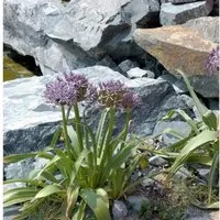 Sternkugellauch - Allium christophii