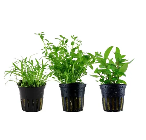 Aquaone Wasserpflanze Pflanzen Set mit 3 einfachen kleinen Wasserpflanzen Nr.108