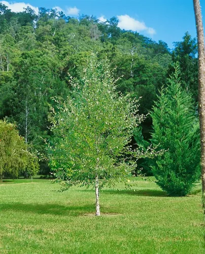 Betula nigra 100-125 cm - Schwarze Birke, ideal für feuchte Standorte - Attraktive, schälende Rinde in warmen Brauntönen, ideal für Gärten und Uferbereiche. Bienenfreundlich, winterhart bis -30 °C und pflegeleicht.
