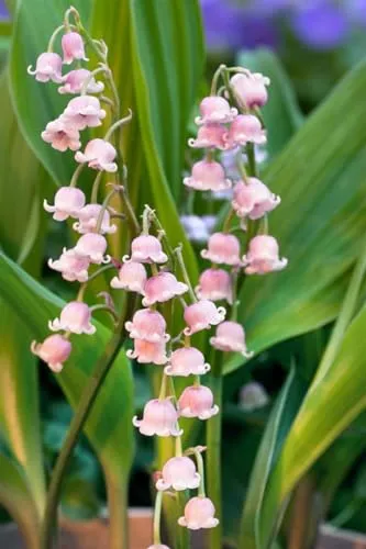 Convallaria majalis 'Rosea' 9x9 cm Topf – Winterhart, Mehrjährig, Pflegeleicht – Maiglöckchen – Bodendecker für Schattenbeet & Unterpflanzung