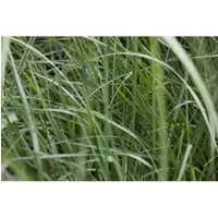 Miscanthus Sinensis Graziella Chinaschilf Ca. 11x11 cm Topf