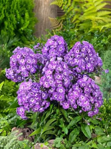 Phlox paniculata 'Purple Kiss' ca. 11x11 cm Topf - Hoher Sommerphlox, violette Blüten, Blütezeit Juli-September, ideal für Rabatten, bienenfreundlich, pflegeleicht