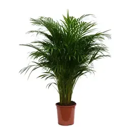Goldfruchtpalme Dypsis lutescens XXL 85cm - XXL Goldfruchtpalme (Dypsis lutescens) mit 85cm Höhe – bringt Südsee-Feeling in Ihr Zuhause! Diese robuste Zierpflanze sorgt für eine stilvolle Atmosphäre und verbessert das Raumklima. Ideal für helle Standorte ohne direkte Sonne.
