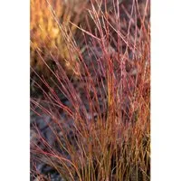 Cornus sericea ‘Firedance’ - Roter Hartriegel - Ziergehölz mit spektakulärem Farbwechsel: cremeweiße Blüten, leuchtend rote Triebe im Winter und pflegeleicht für Garten und Terrasse.