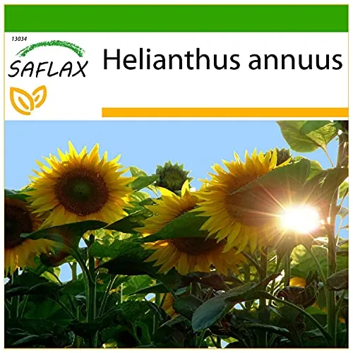 SAFLAX - Sonnenblumen Titan - 20 Samen - Mit keimfreiem Anzuchtsubstrat - Helianthus annuus