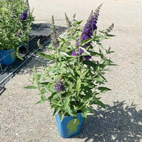 Zwerg-Sommerflieder, Buddleja davidii BUZZ™ 'Midnight'(s), schwarzblau, Topf 5 l