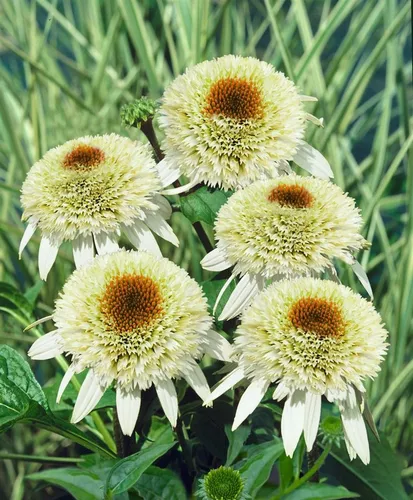 Pflanzen für Dich Staude Echinacea purp. Milkshake, 1 St., Sonnenhut, Roter Sonnenhut