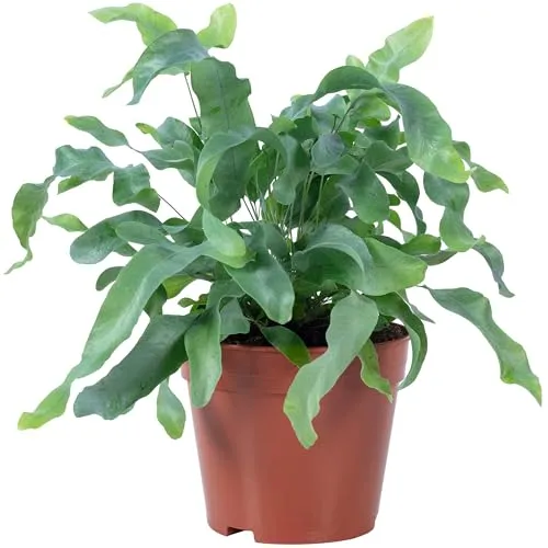 Goldtüpfelfarn - pflegeleichte Zimmerpflanze, Phlebodium aureum 'Blue Star' - Höhe ca. 40 cm, Topf-Ø 14 cm