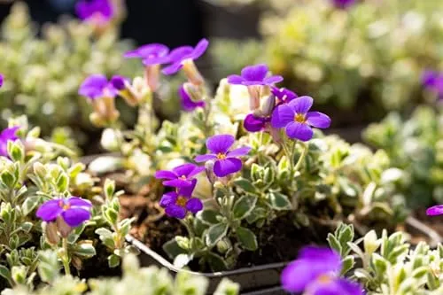 Aubrieta x cultorum 'Silberrand' 9x9 cm Topf – Winterhart, Immergrün, Pflegeleicht – Blaukissen – Bodendecker für Steingarten & Beet