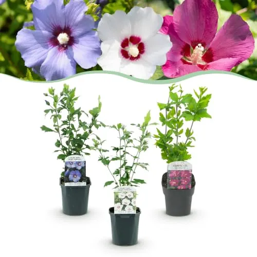 GreenboutiQ Hibiscus syriacus Tricolour