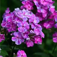 Hohe Flammenblume Pastorale - Phlox paniculata