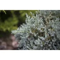 Konifere Juniperus virginiana Glauca, blaugrauer Wacholder - Ziergehölz mit eleganter blaugrauer Benadelung, ideal als strukturstarke Gartenkonifere oder Heckenpflanze, pflegeleicht und hitzeverträglich.
