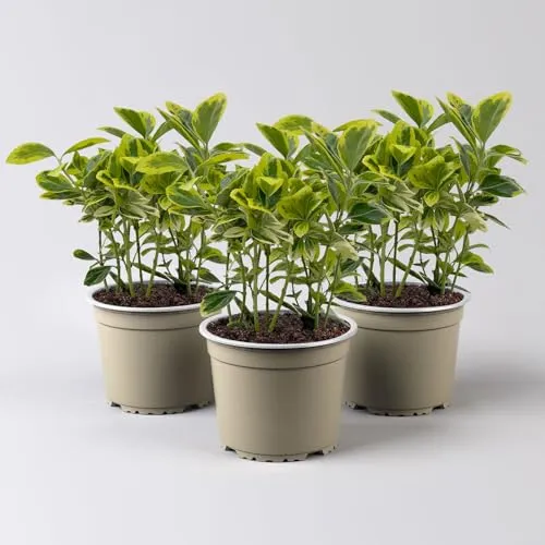 Japanischer Spindelstrauch, Euonymus japonicus 'Marieke', Topf-Ø 13 cm, 3er-Set
