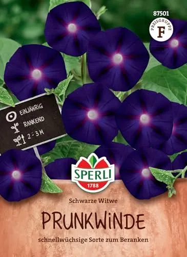 SPERLI Prunkwindensamen Schwarze Witwe - Einjährige Kletterpflanze, Wuchshöhe 2-3m, Ideal für Zäune und Pergolen, Violetten-Roten Blüten, Blumensaatgut