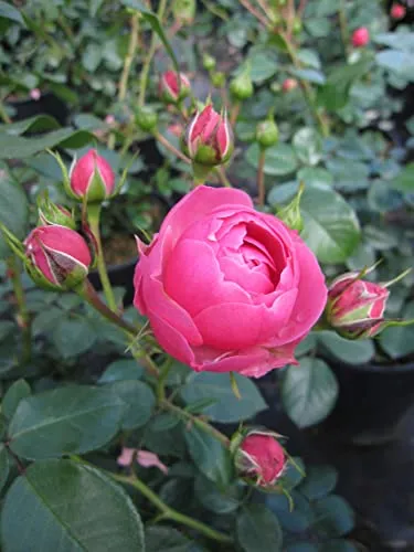 Märchenrose Pomponella ®- Beetrose von Baumschule