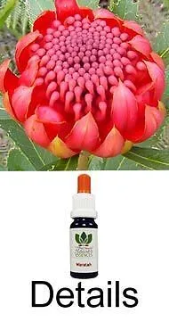 WARATAH Australian Flower Essences Australische Buschblüten