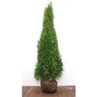 Produktbild Thuja occidentalis 'Smaragd' 175-200 cm
