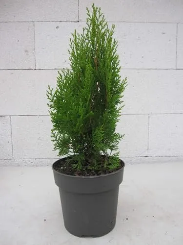 Gelber Zwerg-Lebensbaum Aurea Nana von Baumschule