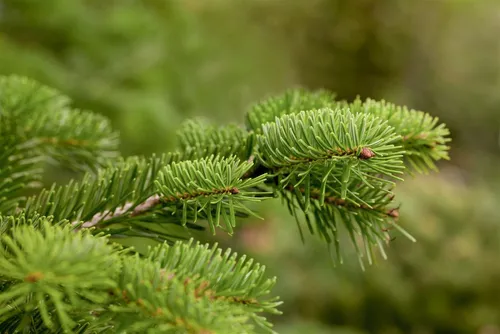 Nordmanntanne Abies nordmanniana 40-60 cm - Baumsamen & -pflanzen: Immergrün, pflegeleicht und ideal als Weihnachtsbaum oder für Hecken, winterhart bis -25 °C.