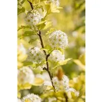 Physocarpus Opulifolius Darts Gold Gelblaubig 40–60 cm