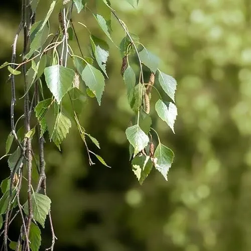 Hängebirke Trauerbirke Betula pendula Youngii Birke Pionierbaum Hausbaum 60-100 cm