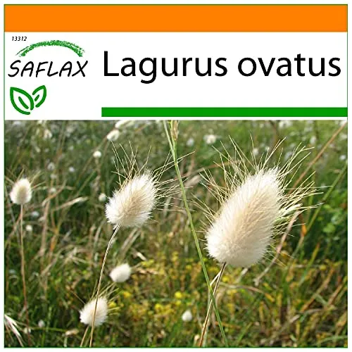 SAFLAX - Garden in the Bag - Gräser-Bambus-Hasenschwanz-Gras/Samtgras - 100 Samen - Mit Anzuchtsubstrat im praktischen, selbst aufstellenden Beutel - Lagurus ovatus