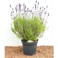 Produktbild Lavandula Angustifolia Echter Lavendel 2 Liter Container