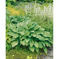 Hosta Undulata Erromena Gartenfunkie Ca. 11x11 cm Topf
