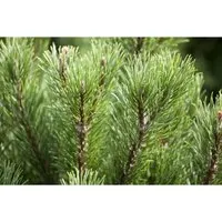 Pinus Mugo Carstens Wintergold – Kompakte Bergkiefer Goldgelb 20–25 cm - Die Pinus mugo Carsten’s Wintergold ist eine kompakte, immergrüne Bergkiefer mit leuchtend goldgelben Nadeln im Winter. Ideal für Ziergärten, bietet sie ganzjährig Struktur und Farbe.