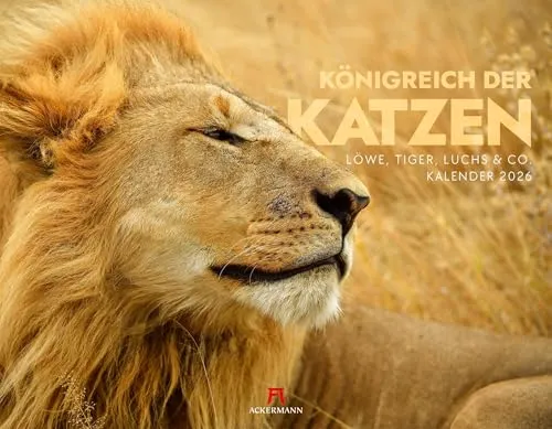 Königreich der Katzen Kalender 2026 | Bildstarker Tierkalender für Tierliebhaber - Freizeit, Haus & Garten | Großer Querformat-Kalender (54x42 cm) mit beeindruckenden Bildern von Löwen, Tigern und Luchsen in ihrem natürlichen Habitat.