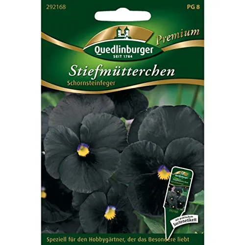 Stiefmütterchen, Schornsteinfeger in schwarz von Quedlinburger