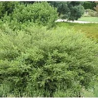 Polarbirke Zwergbirke 40-60cm - Betula nana