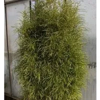 Produktbild Farnblättriger Faulbaum Pulverholz Ron Williams 60-80cm - Rhamnus frangula