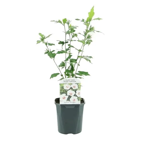 GreenboutiQ - Sträucher - Hibiscus syriacus Red Heart - Blüte Weiß Mit Rotem Herzen - 1 Pflanze - Laubabwerfend - Wenig Pflege - Topf 17cm Höhe 45cm
