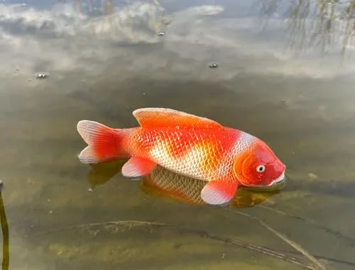 LB H&F Teichfigur Koi Fisch Teichdeko Miniteich Gartenteich Dekofigur Koikarpfen Garten Teich Dekotier Schwimmtier Schwimmfigur
