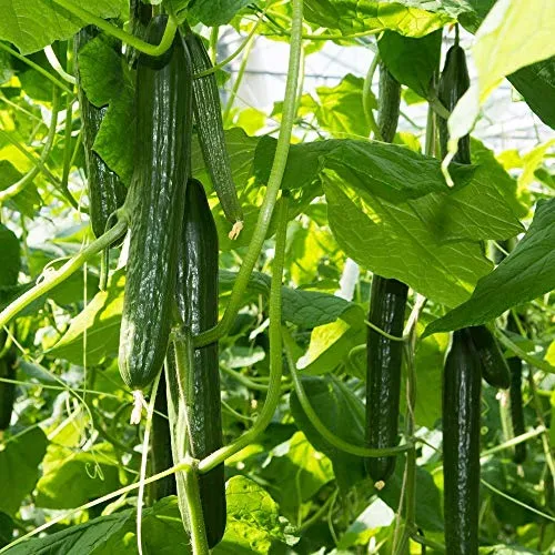 Salatgurke Superstar F1 Samen