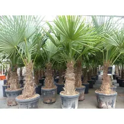 gruenwaren Jakubik 5 Stück XXL Stämme Palme winterhart 180 cm - Baumsamen & -pflanzen: 5 Stück winterharte Trachycarpus Fortunei mit XXL Stämmen, robust und ideal für Gartenliebhaber. Hochwertige Pflanzen, bis zu 180 cm hoch, direkt aus unserem Bestand!