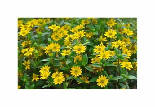 Saatgut Husarenknöpfchen Garten Pflanzen - Samen F-S439 - Seeds & Plants Shop by Ipsa 0,3 g