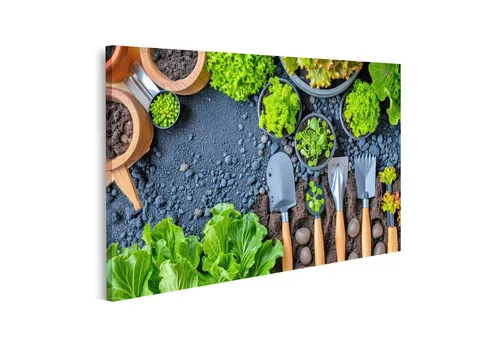 islandburner Leinwandbild äbersicht: Lebendige Salatpflanzen, nützliche Gartengeräte, ertragreic