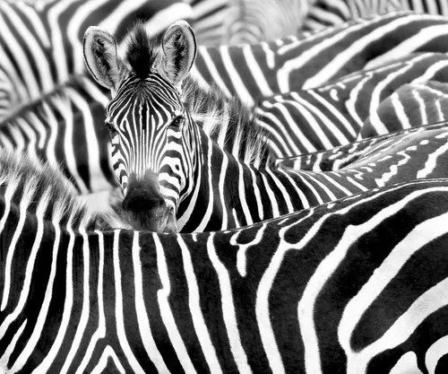 Rasch Fototapete African Queen III in schwarz von Rasch