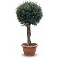 Sunny-Tree Olea Europea Winterharter Olivenbaum 200 cm im Dekotopf